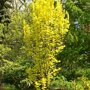 Ulmus hollandica 'Wredei'